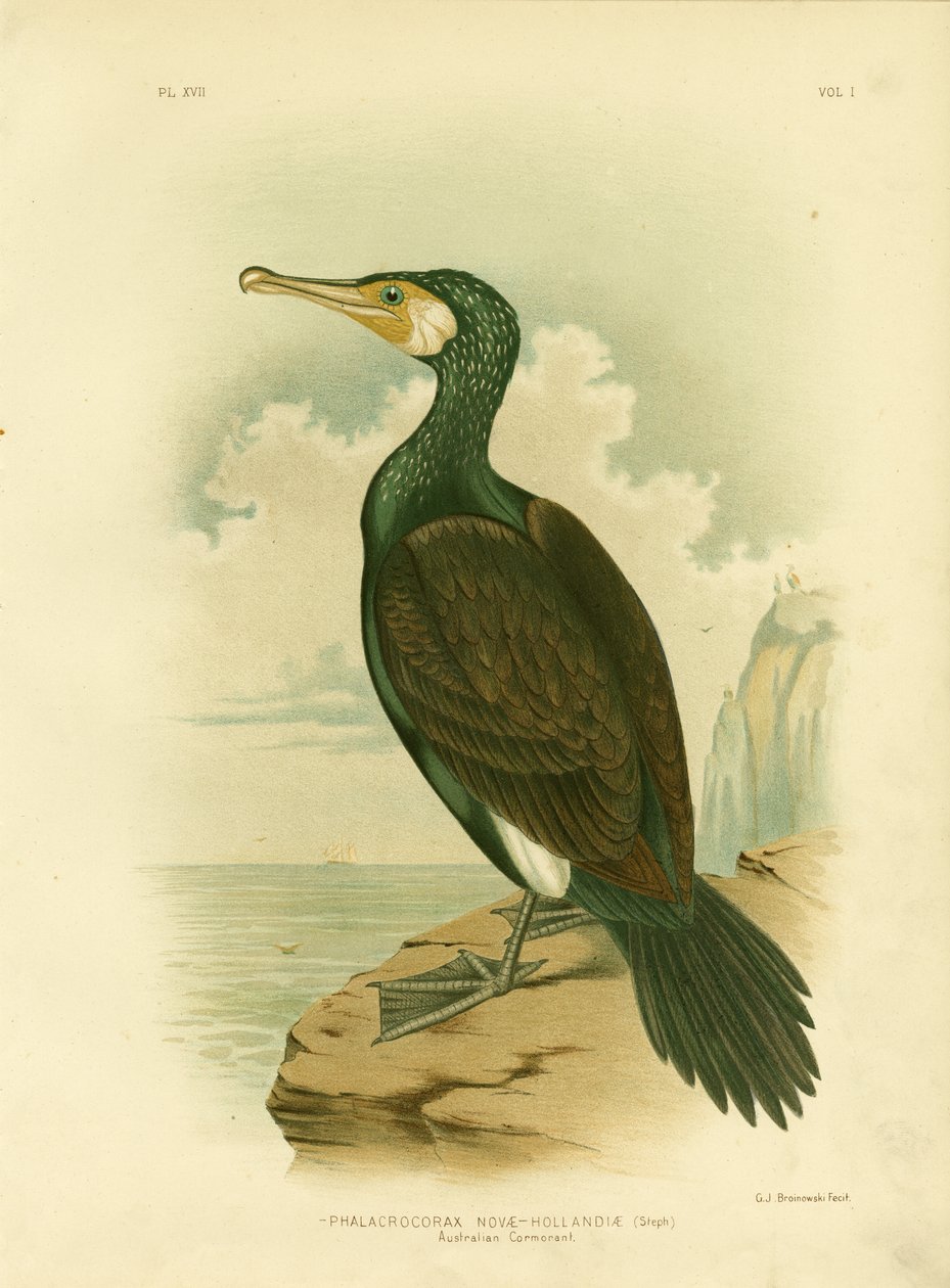 Australisk skarv, 1891 av Gracius Broinowski