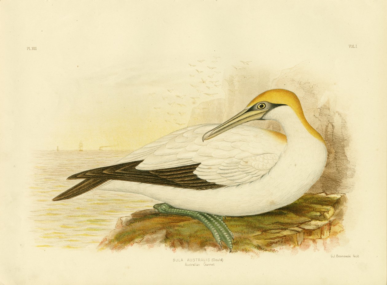 Australian Gannet, 1891 av Gracius Broinowski