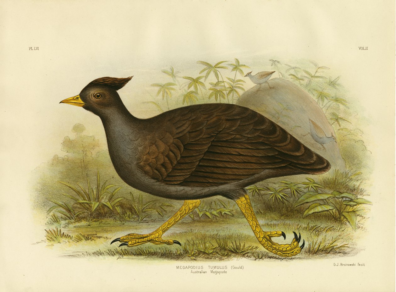 Australisk Megapode, 1891 av Gracius Broinowski