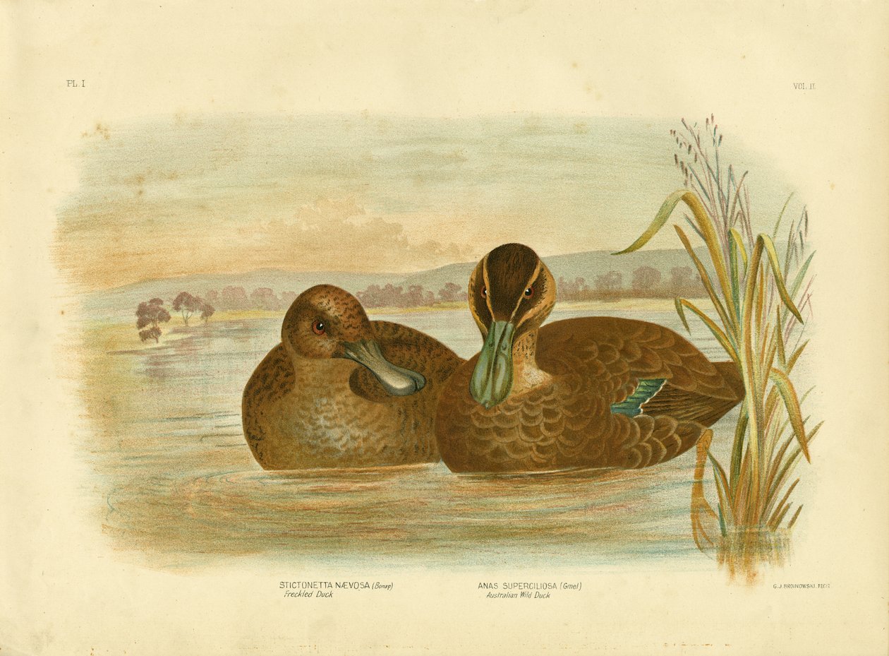 Australian Wild Duck, 1891 av Gracius Broinowski