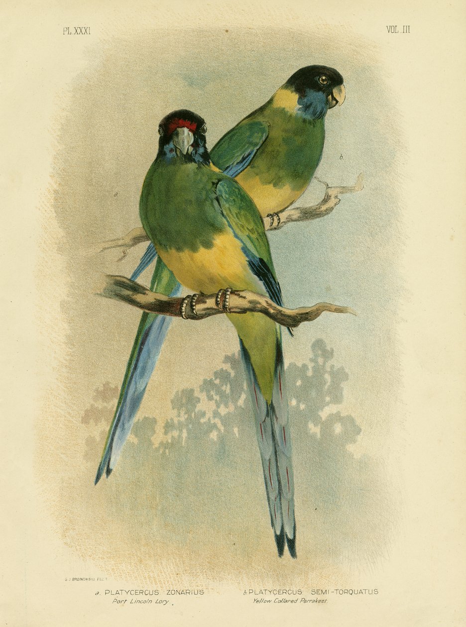 Bauers parakit eller Port Lincoln Lory, 1891 av Gracius Broinowski