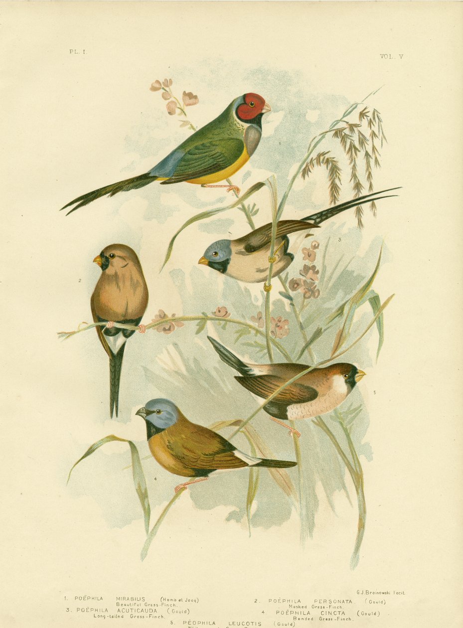 Vacker gräsfinch, 1891 av Gracius Broinowski