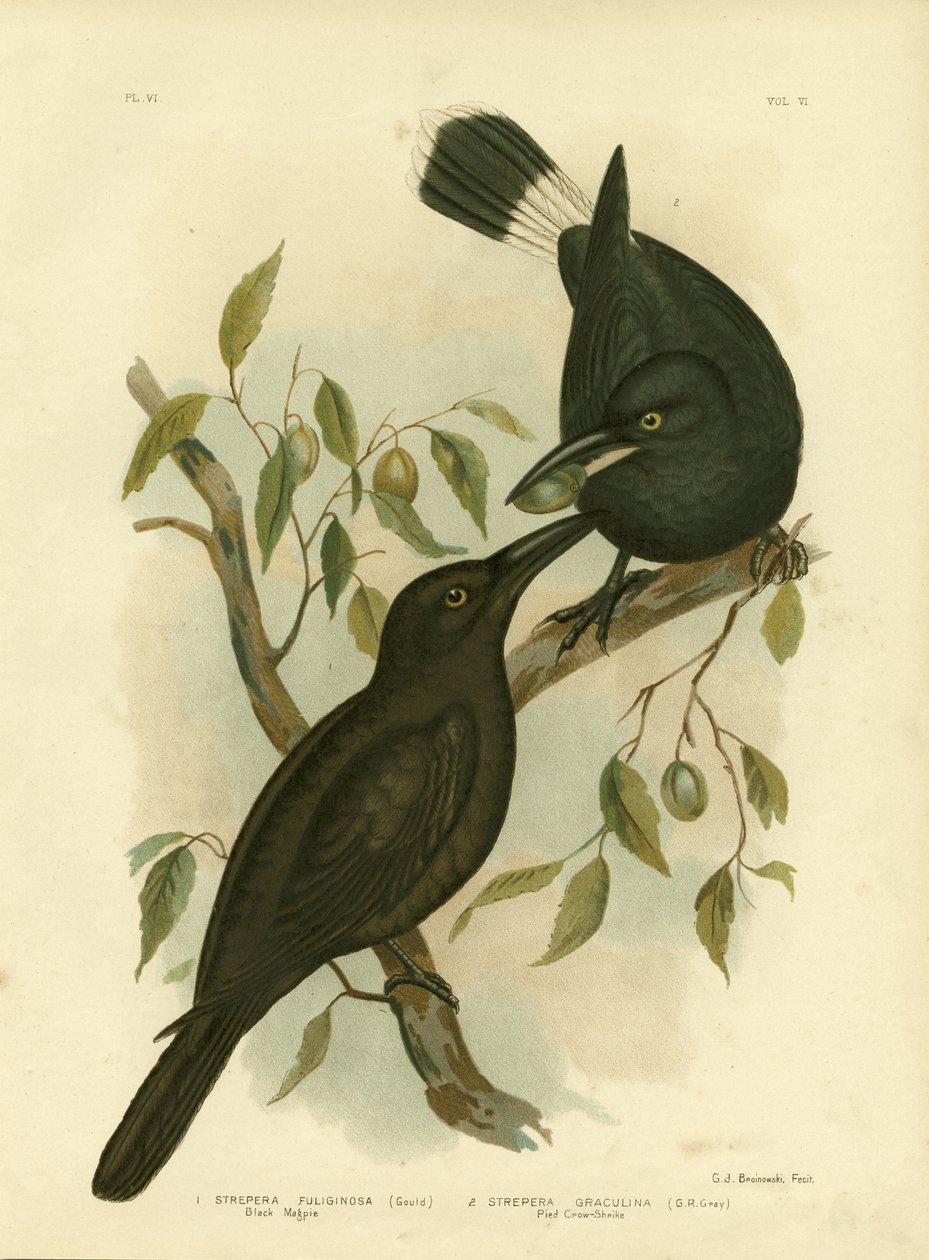 Svart skata eller svart currawong, 1891 av Gracius Broinowski
