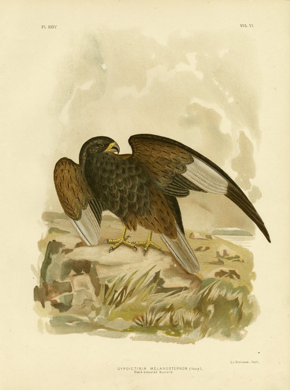 Svartbröstvråk, 1891 av Gracius Broinowski