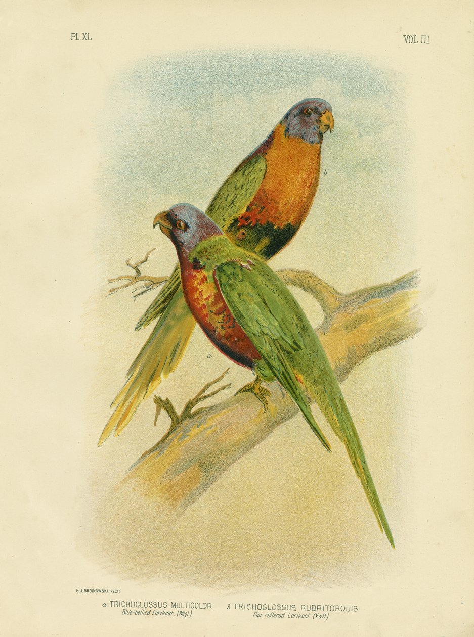 Blåbukad Lorikeet, 1891 av Gracius Broinowski