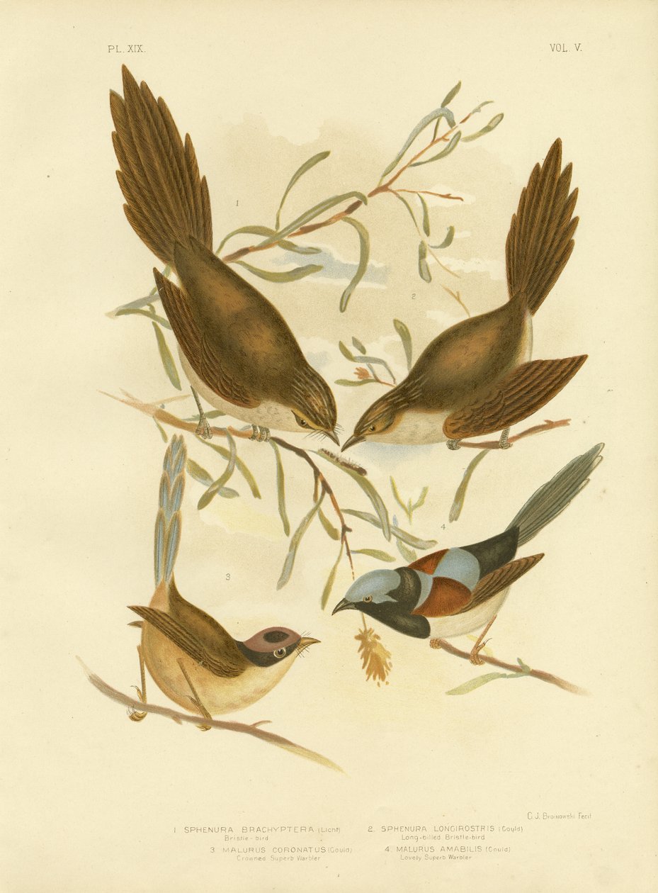 Borstfågel, 1891 av Gracius Broinowski