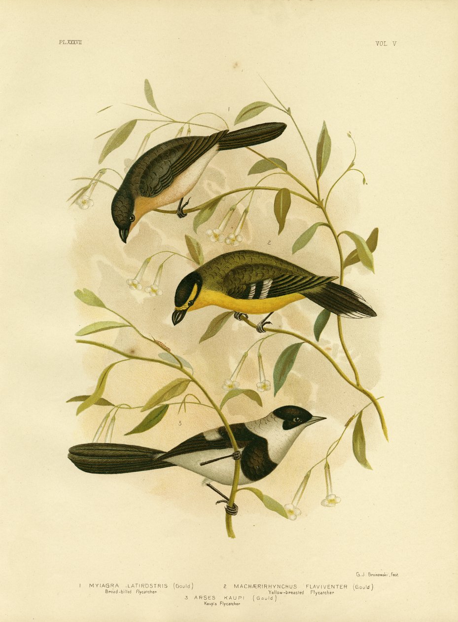 Brednäbbad flugsnappare, 1891 av Gracius Broinowski