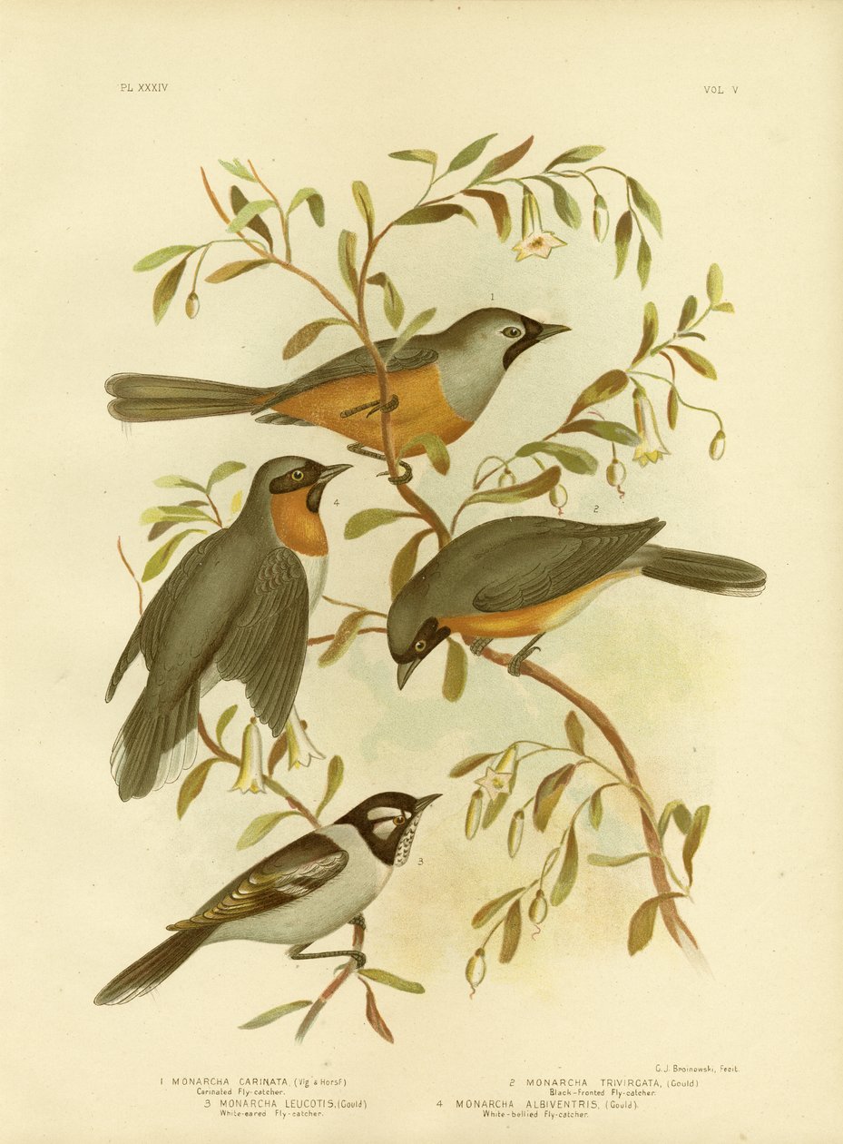 Karinerad flugsnappare eller monark med svart ansikte, 1891 av Gracius Broinowski