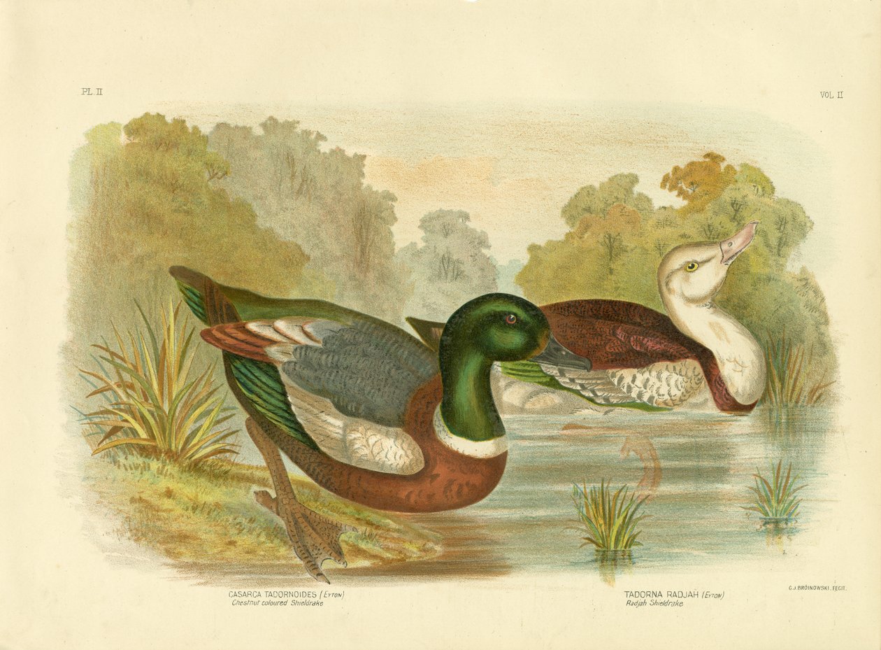 Kastanjfärgad sköldrake eller australisk shelduck, 1891 av Gracius Broinowski