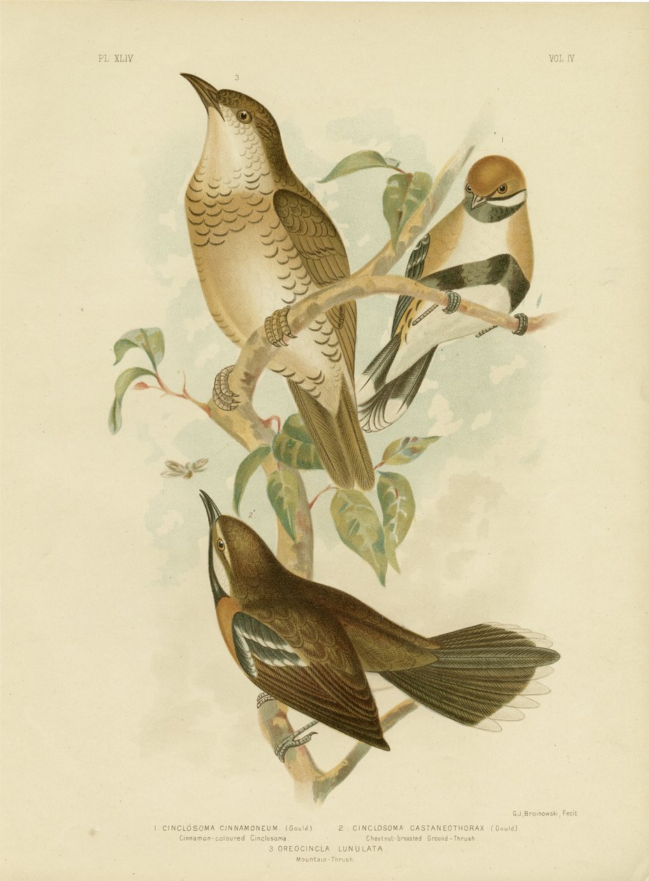 Kanelfärgad Cinclosoma eller Cinnamon Quail Thrush, 1891 av Gracius Broinowski
