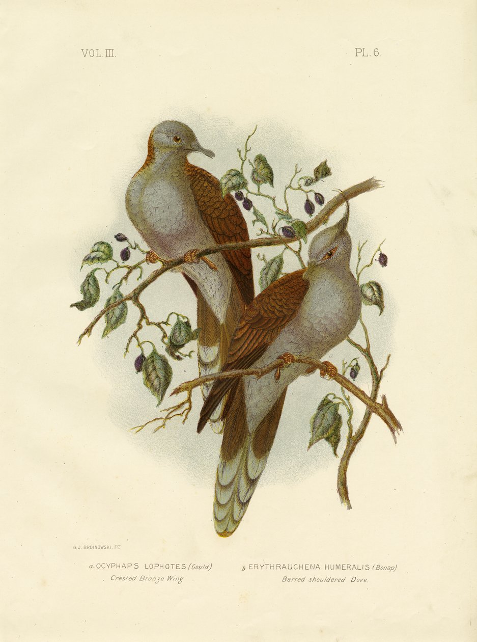 Crested Brons Wing eller Crested Pigeon, 1891 av Gracius Broinowski