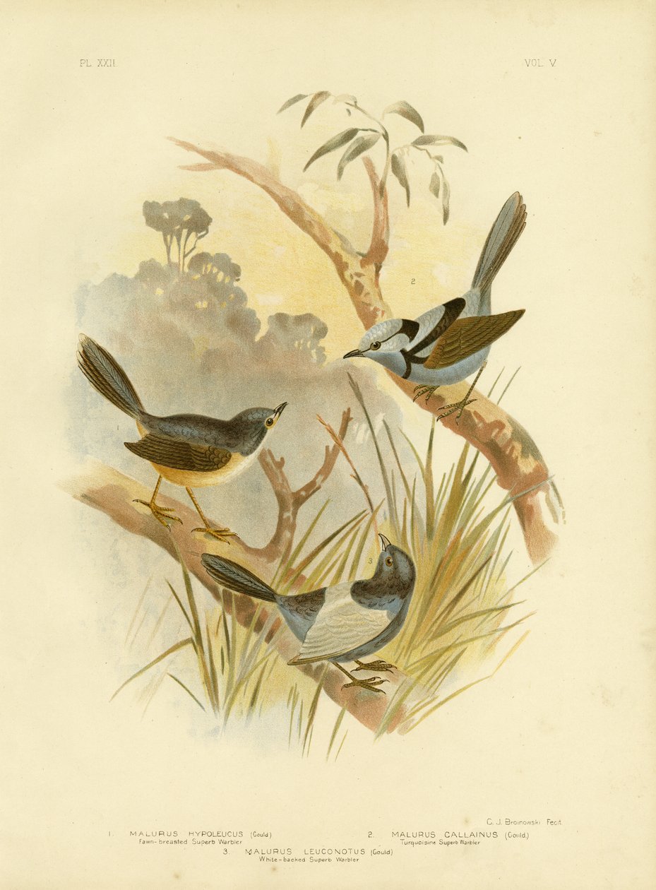 Fawn-breasted superb sångare, 1891 av Gracius Broinowski