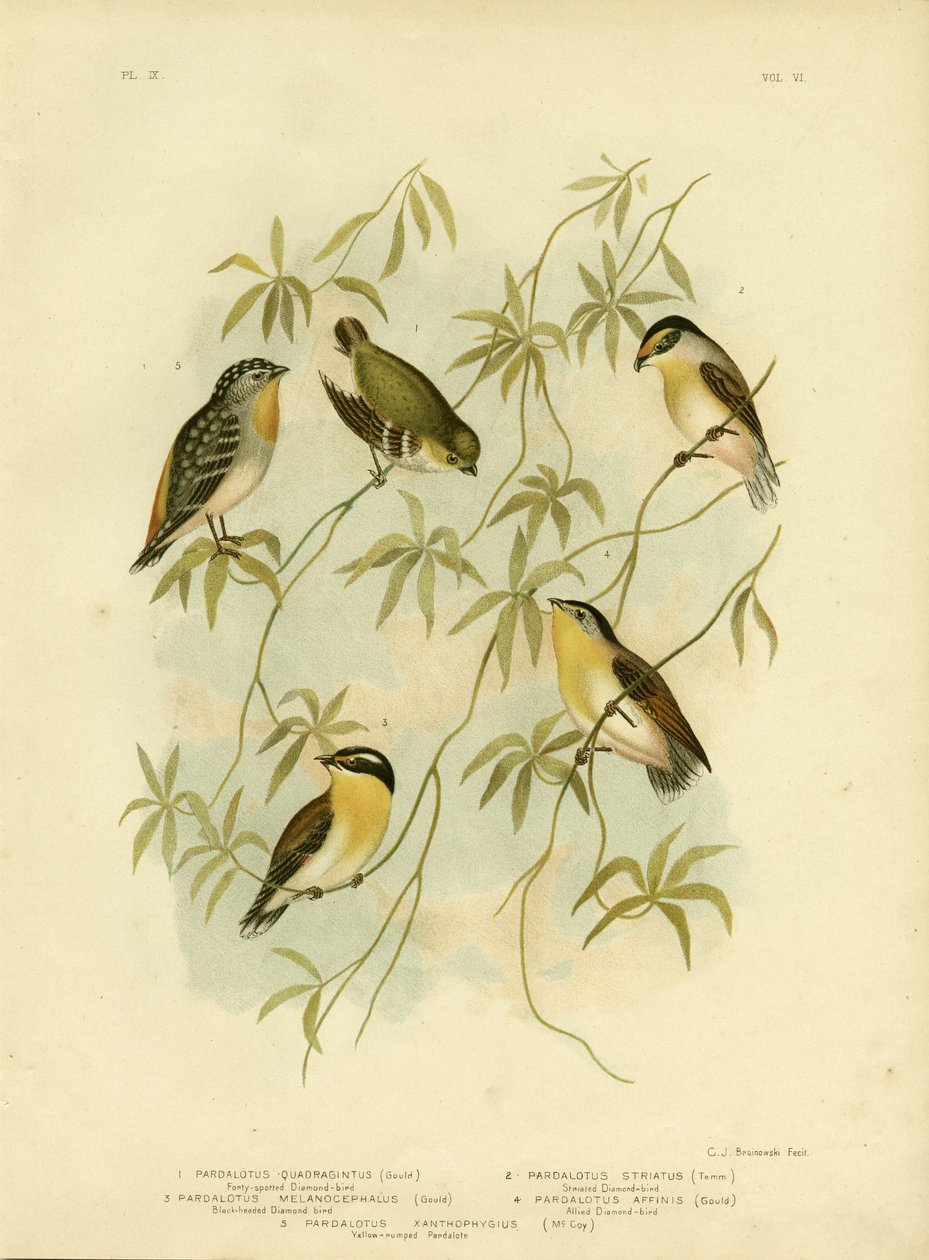 Fyrtiofläckig diamantfågel eller fyrtiofläckig pardalote, 1891 av Gracius Broinowski