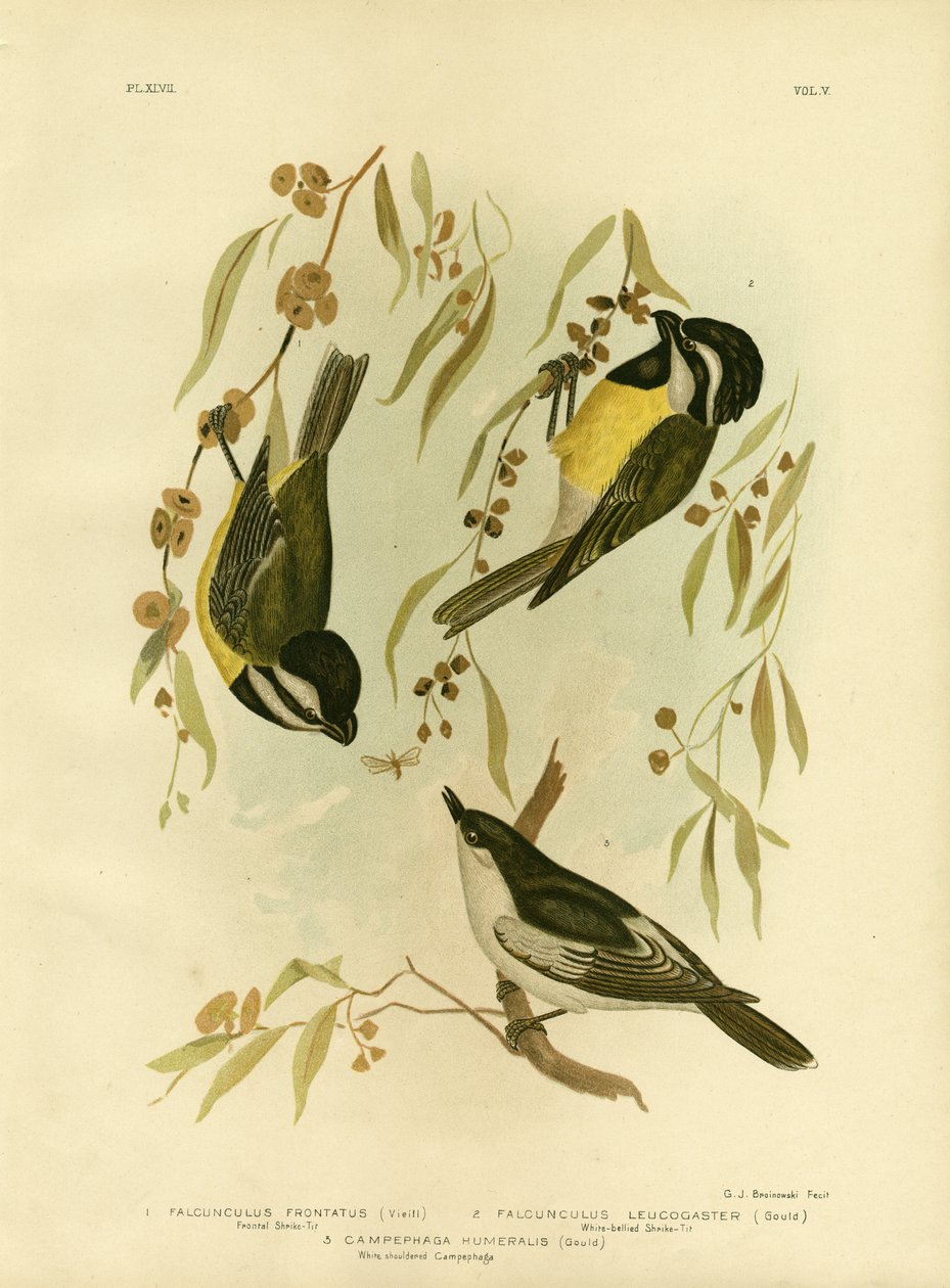 Mbele Shrike-Tit Au Crested Shrike-Tit, 1891 swed av Gracius Broinowski