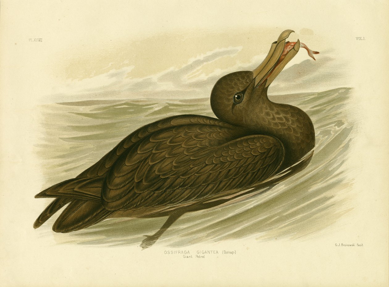 Jättepetrel, 1891 av Gracius Broinowski