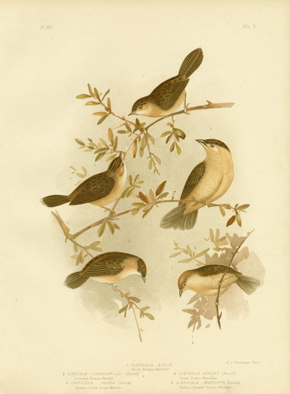 Cisticola med guldhuvud eller guldkåpa, 1891 av Gracius Broinowski