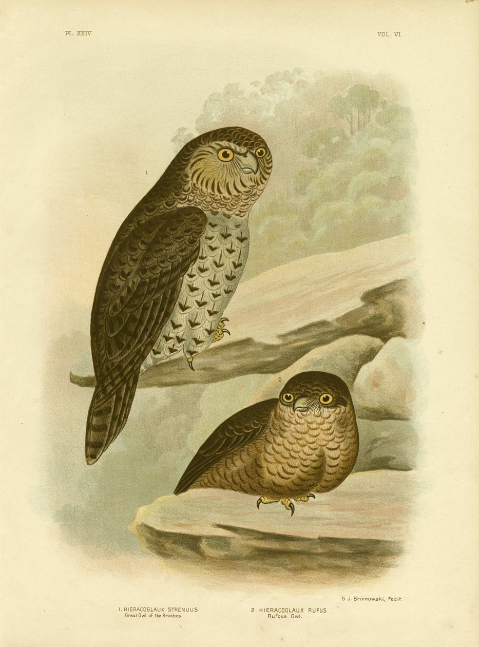 Borstarnas stora uggla eller kraftfull uggla, 1891 av Gracius Broinowski