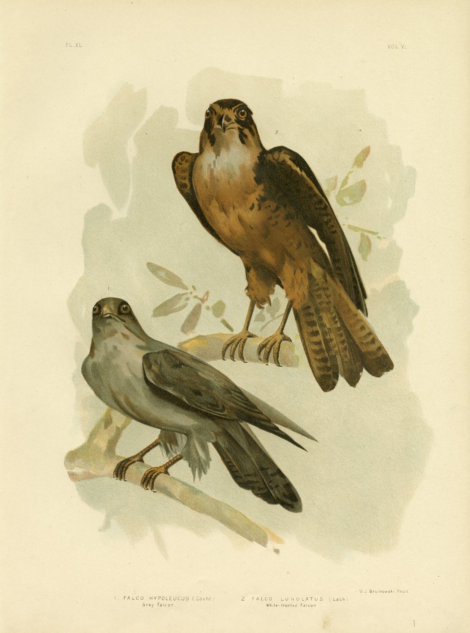 Gråfalken, 1891 av Gracius Broinowski