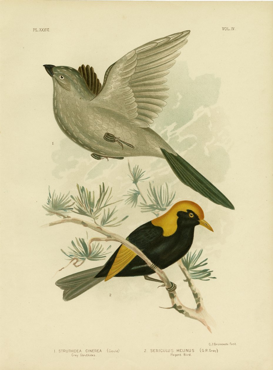 Grå Struthidea eller apostelfågel, 1891 av Gracius Broinowski