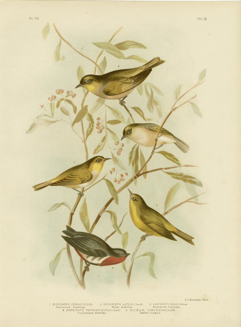 Gråryggad Zosterops, 1891 av Gracius Broinowski