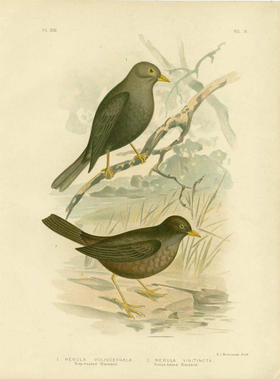 Gråhuvad svartfågel, 1891 av Gracius Broinowski