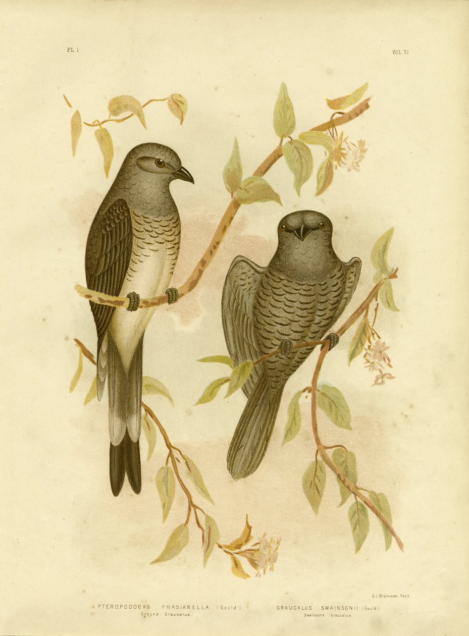 Ground Graucalus eller Ground Cuckoo Shrike, 1891 av Gracius Broinowski