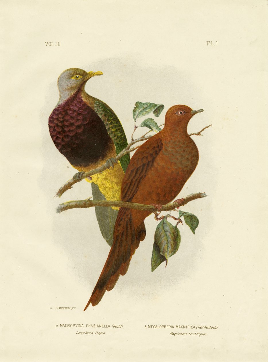 Storsvansad duva eller brun duva eller brun gökduva, 1891 av Gracius Broinowski
