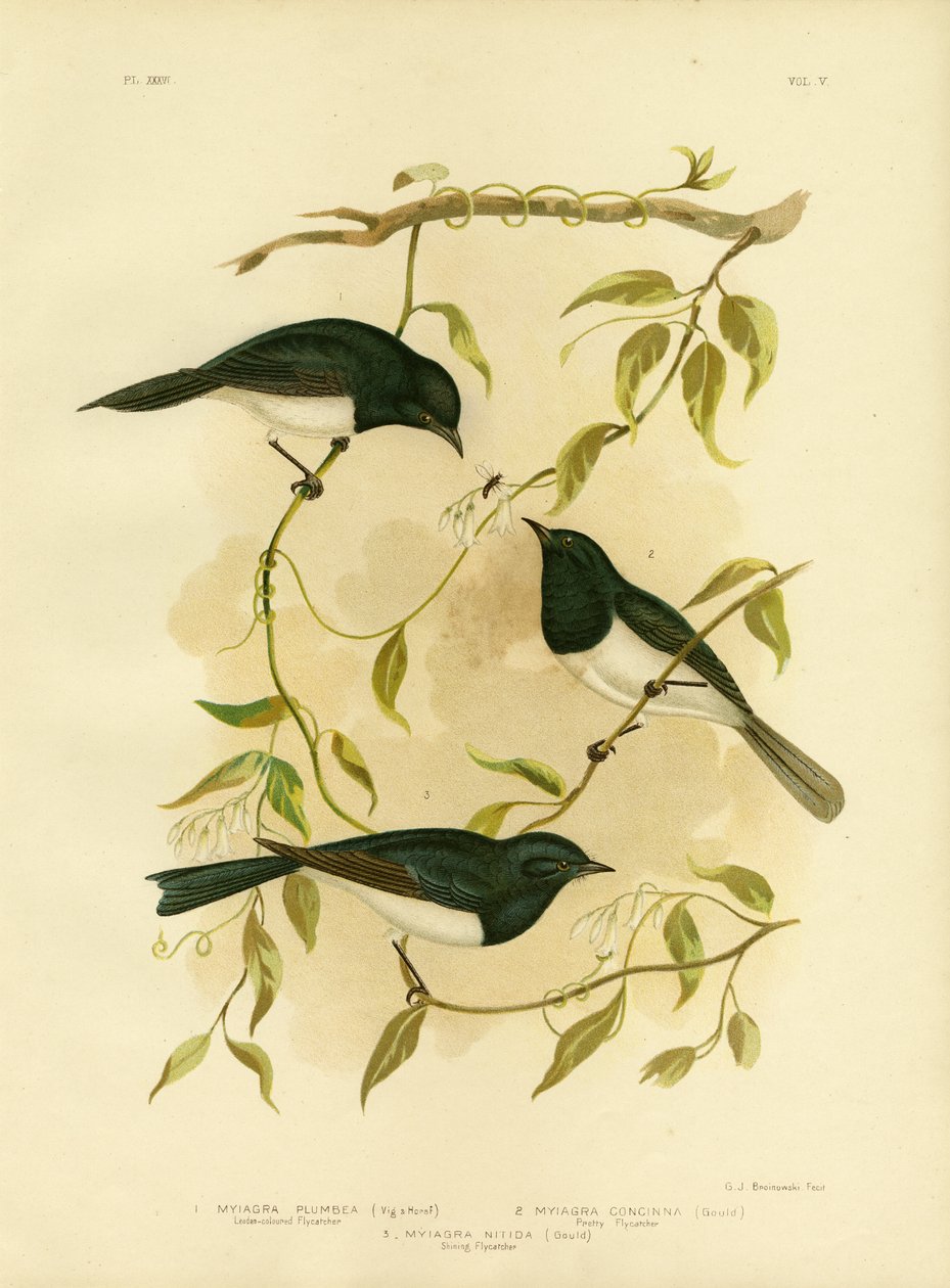 Blyfärgad flugsnappare eller blyflugsnappare, 1891 av Gracius Broinowski