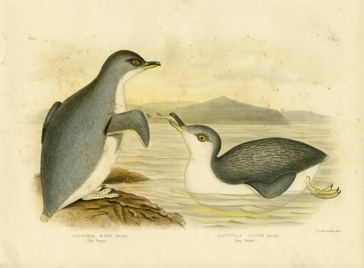 Lilla Penguin, 1891 av Gracius Broinowski