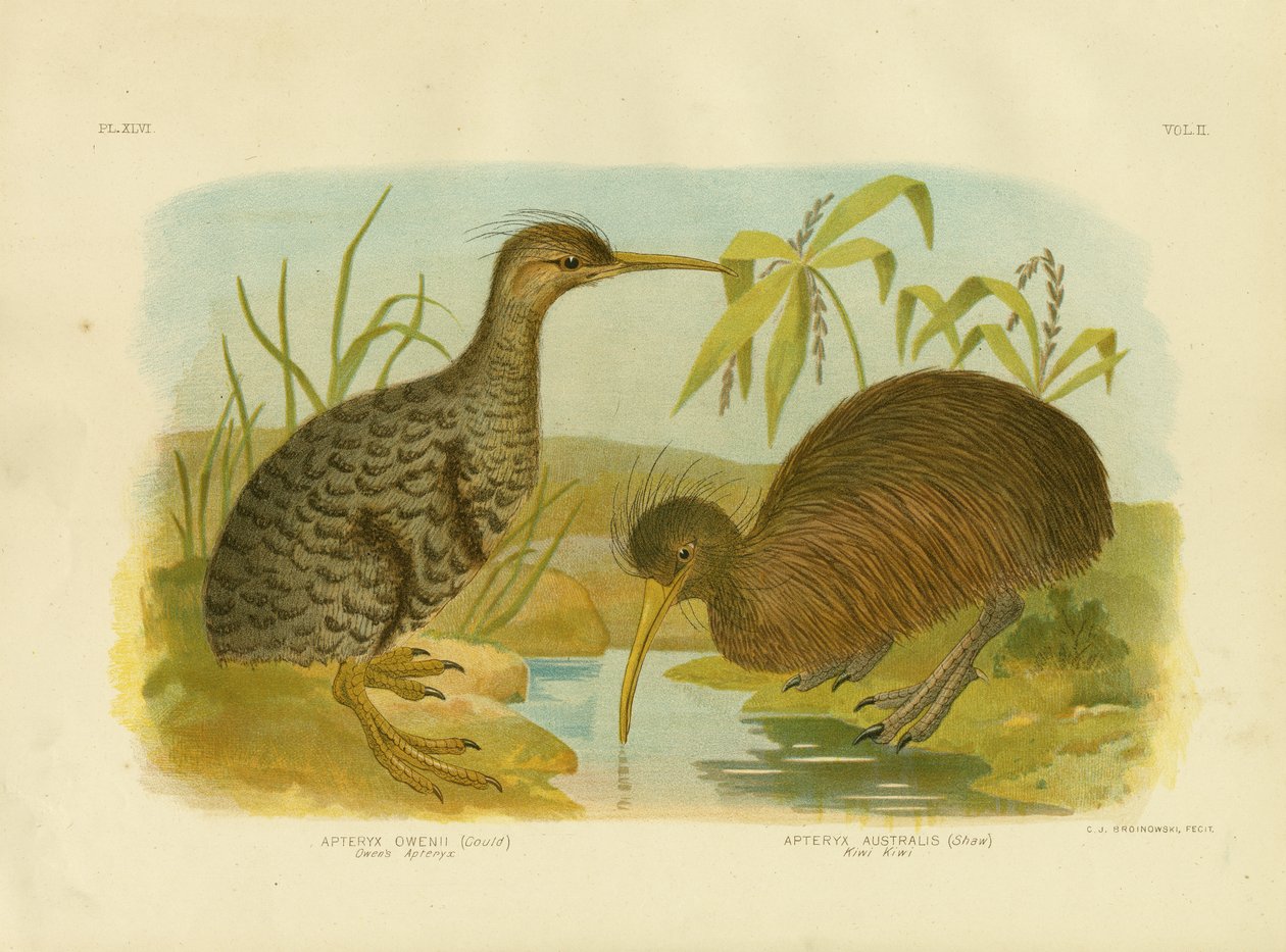 Småfläckig kiwi, 1891 av Gracius Broinowski