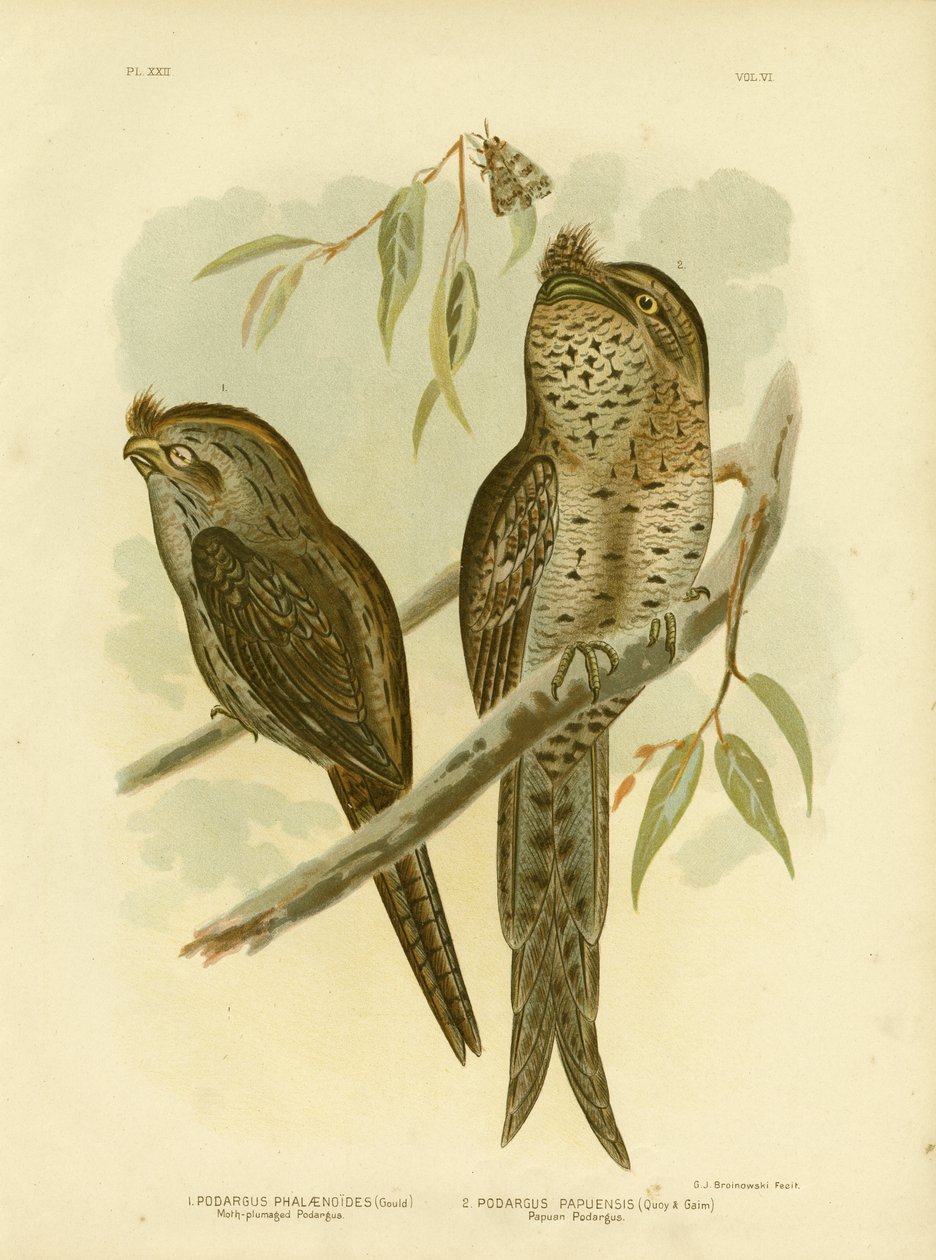 Fjärilspuppad Podargus, 1891 av Gracius Broinowski