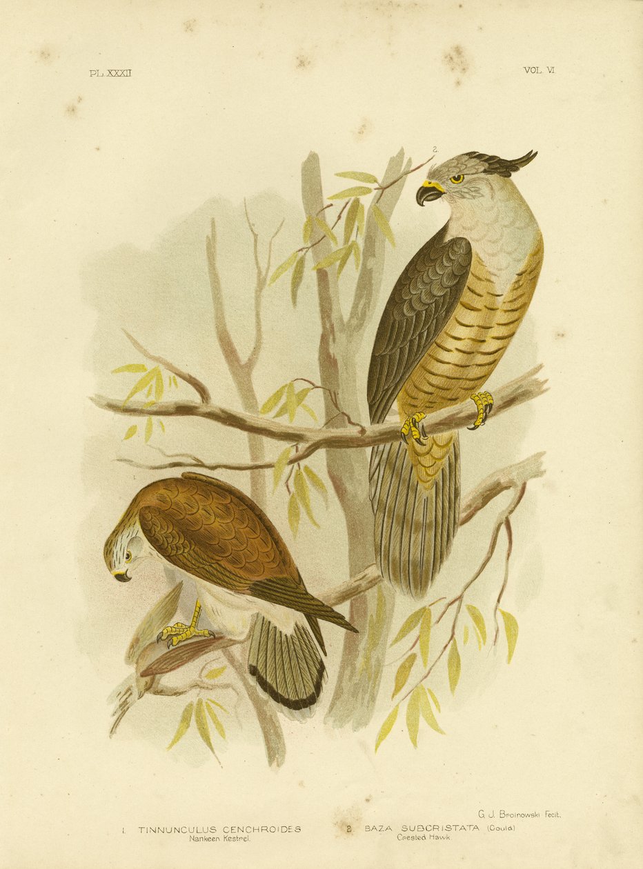 Nankeen Kestrel eller australisk tornfalk, 1891 av Gracius Broinowski
