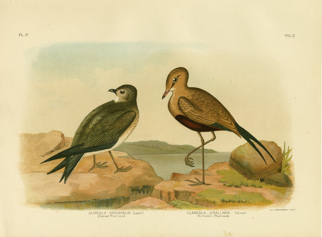 Oriental Pratincole eller Small Pratincole, 1891 av Gracius Broinowski