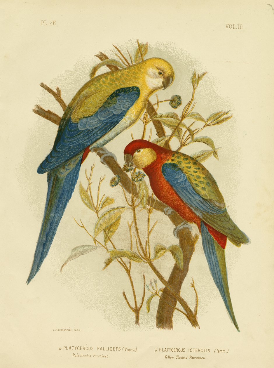 Blekhövdad parakit eller blekhövad Rosella, 1891 av Gracius Broinowski