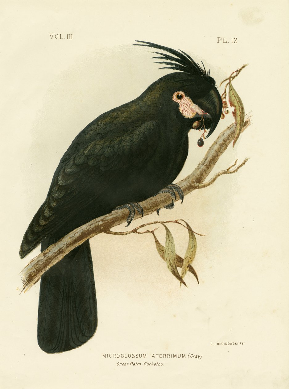 Palm Cockatoo, 1891 av Gracius Broinowski