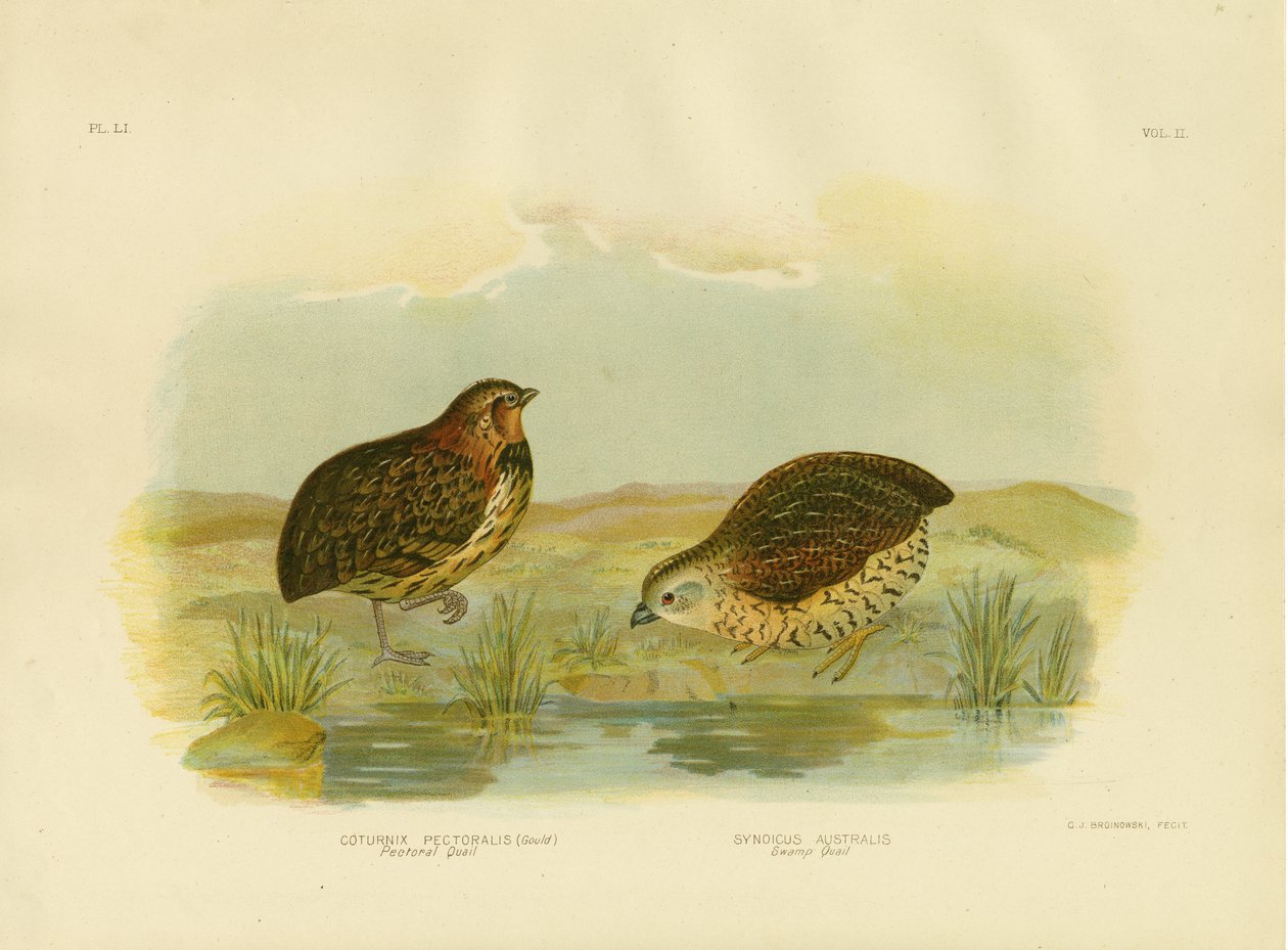 Bröstvaktel, 1891 av Gracius Broinowski