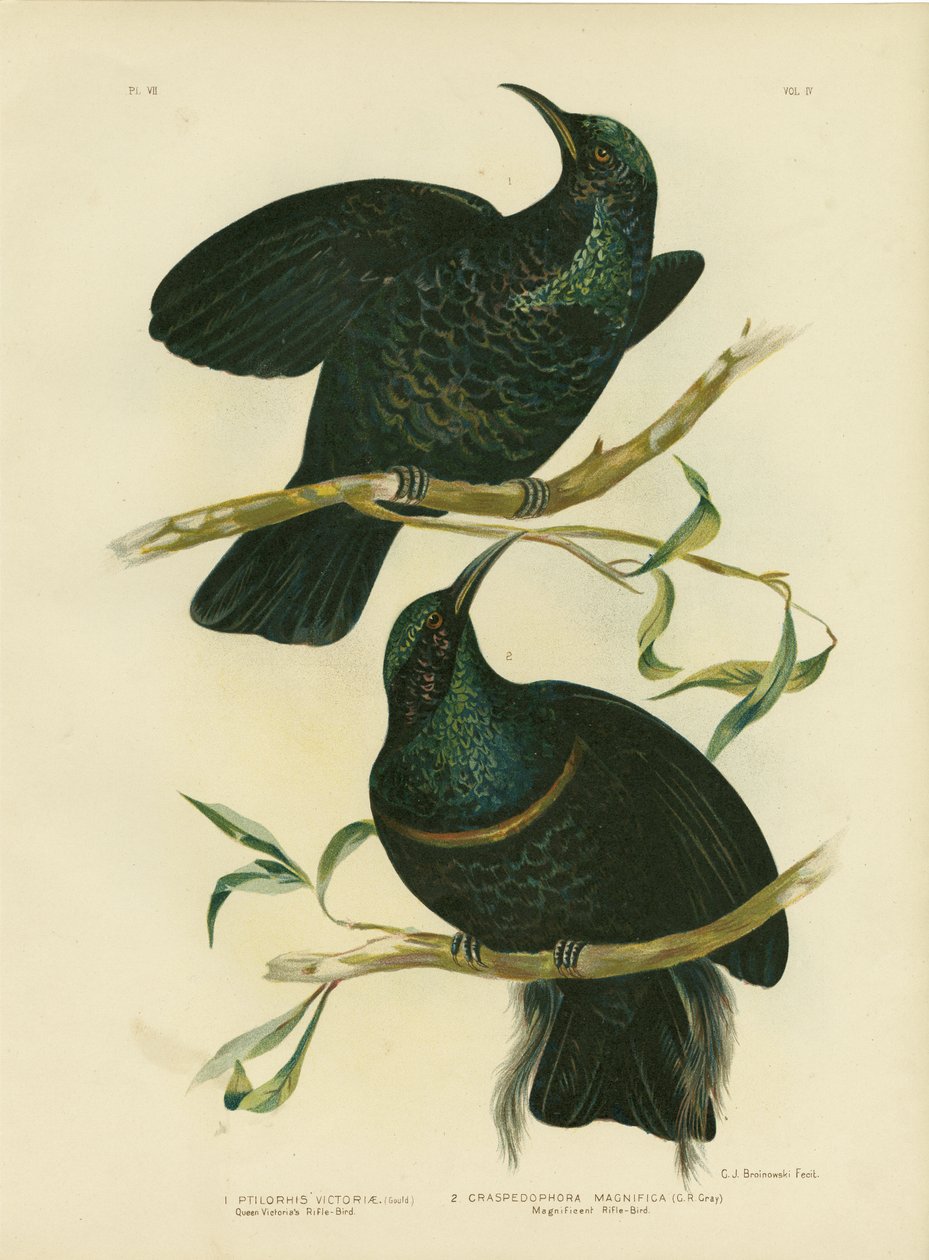 Drottning Victorias gevärfågel, 1891 av Gracius Broinowski