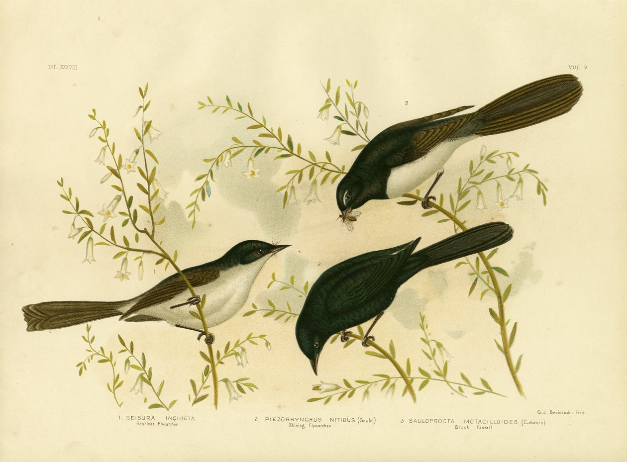 Rastlös flugsnappare, 1891 av Gracius Broinowski