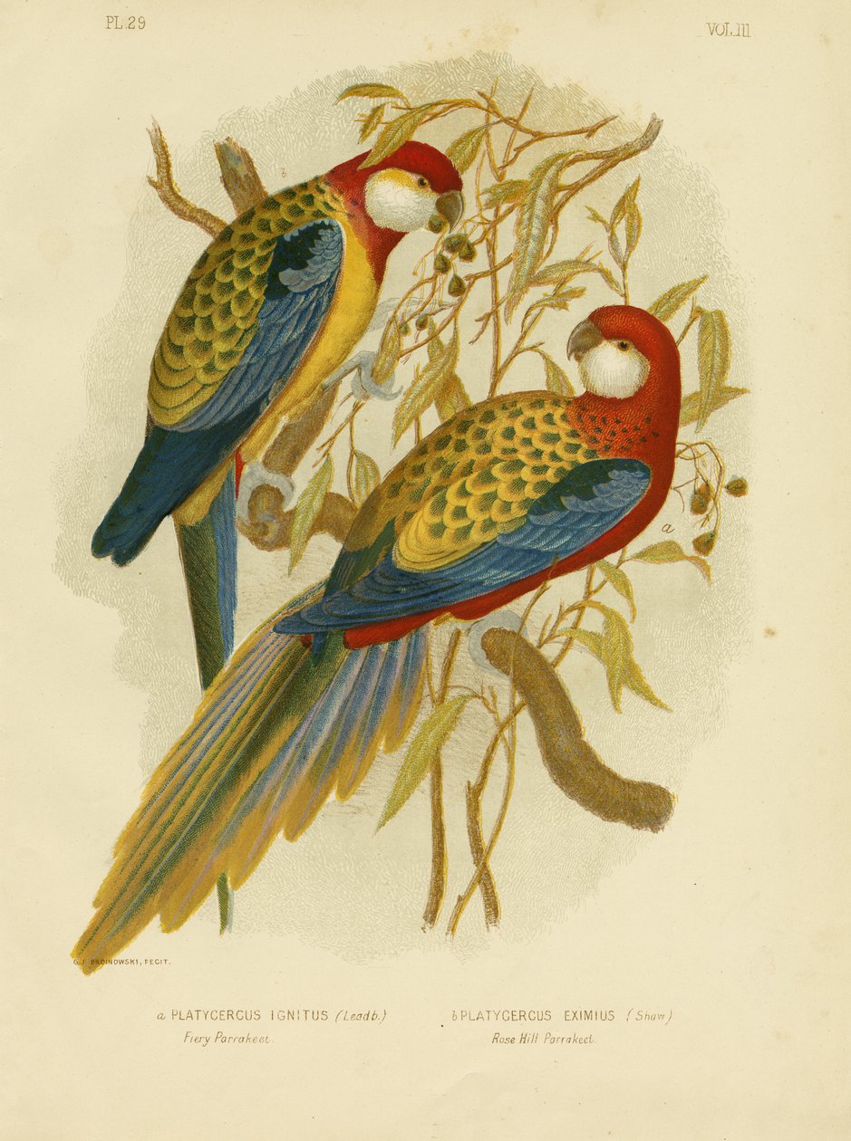 Rosella parakit eller östra Rosella, 1891 av Gracius Broinowski