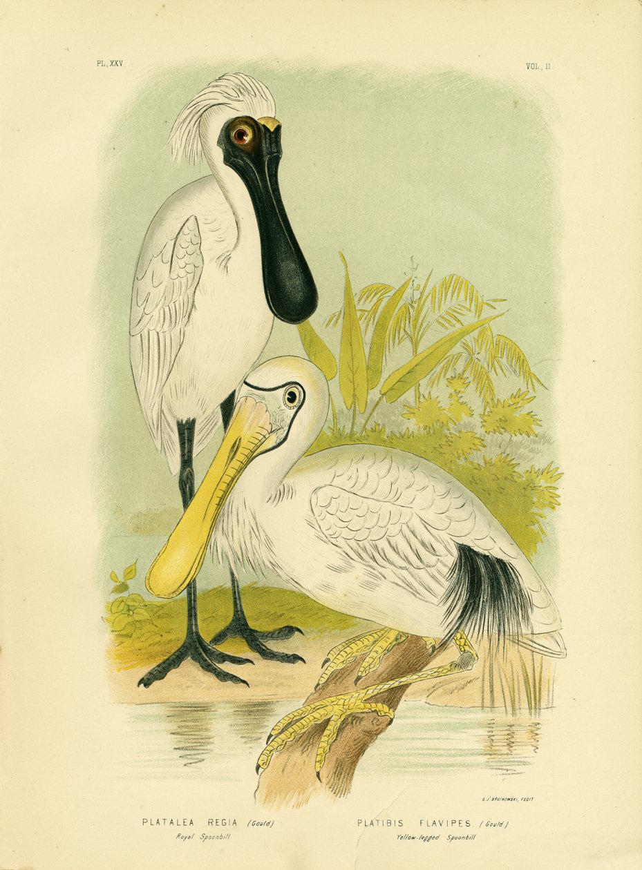 Kunglig skednäbb, 1891 av Gracius Broinowski