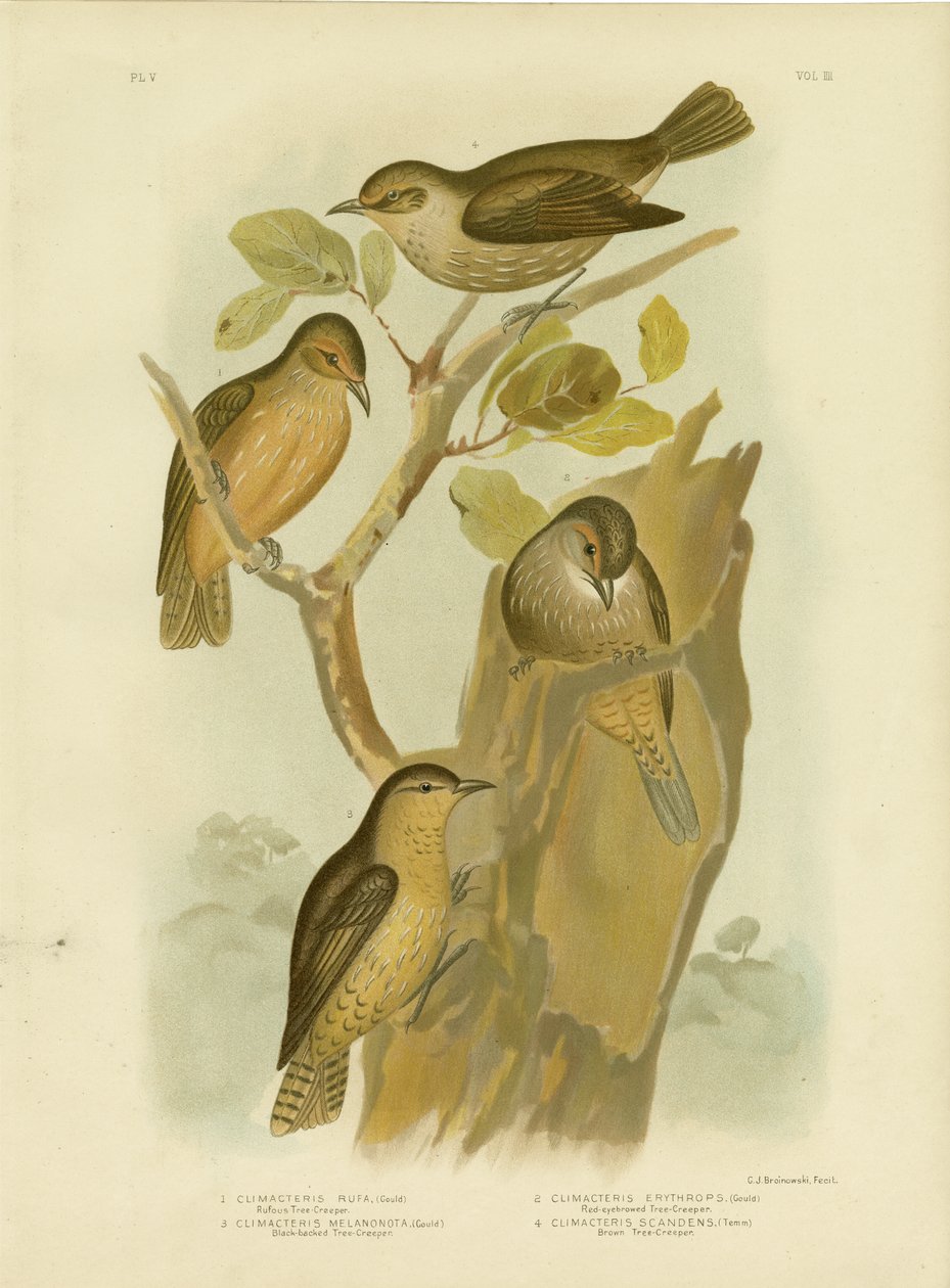 Rufous Treecreeper, 1891 av Gracius Broinowski