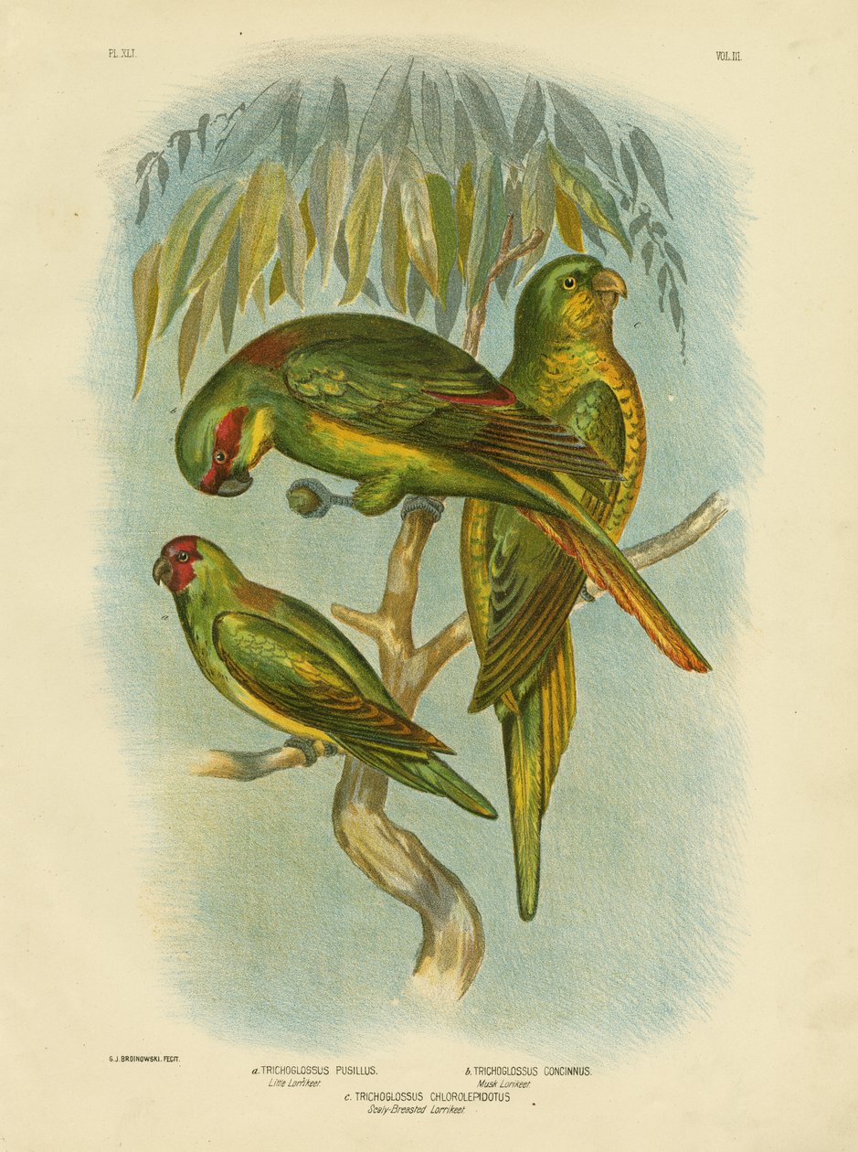 Fjällbröstad Lorikeet, 1891 av Gracius Broinowski