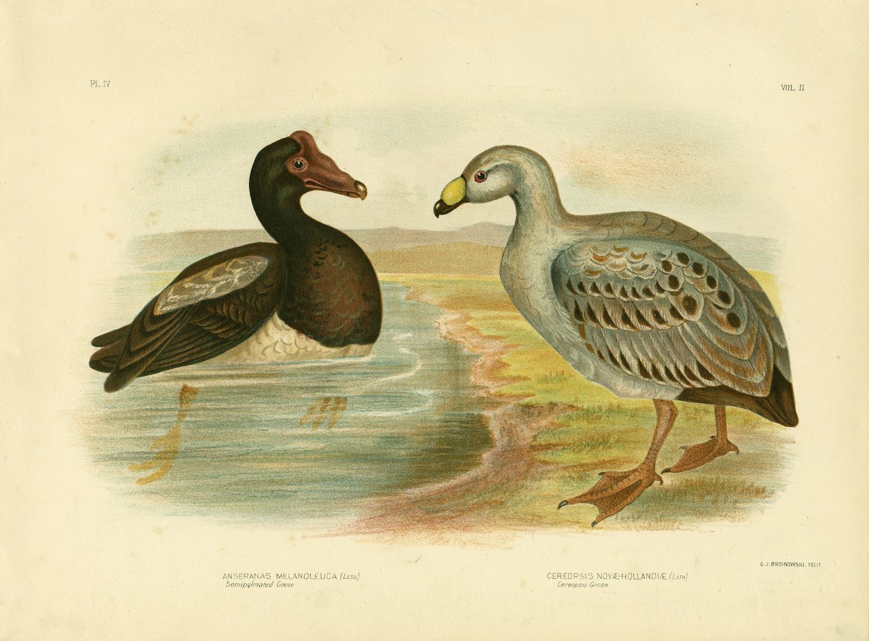 Halvpalmatad gås eller skatgås, 1891 av Gracius Broinowski