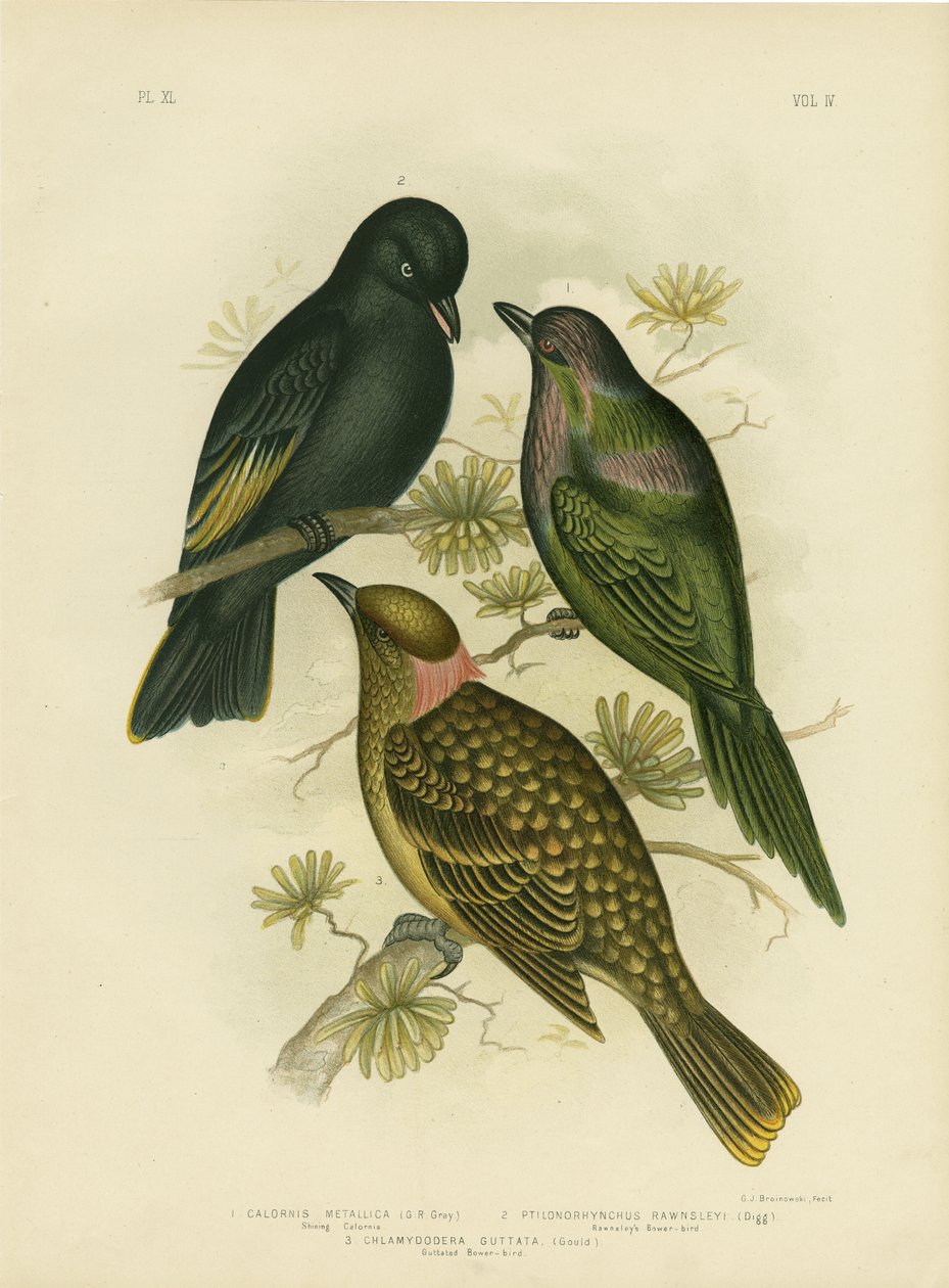 Shining Calornis eller Metallic Starling eller Shining Starling, 1891 av Gracius Broinowski