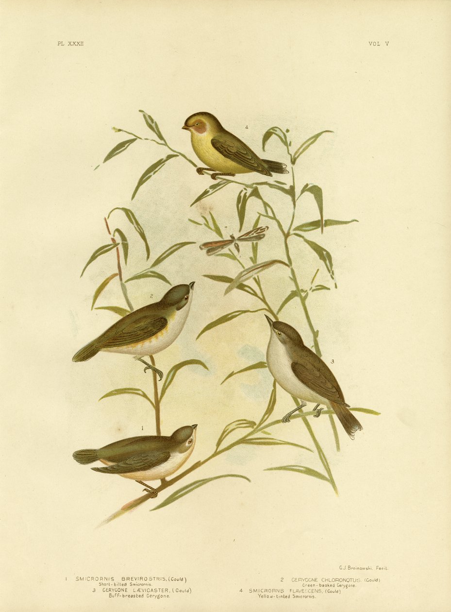 Kortnäbbad Smicrornis eller Weebill, 1891 av Gracius Broinowski