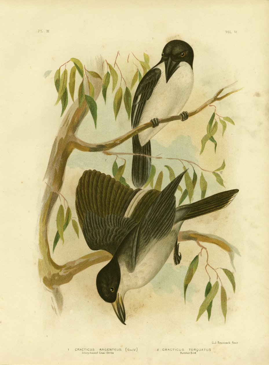 Silverbacked Crow-Shrike eller Silver-backed Butcherbird, 1891 av Gracius Broinowski
