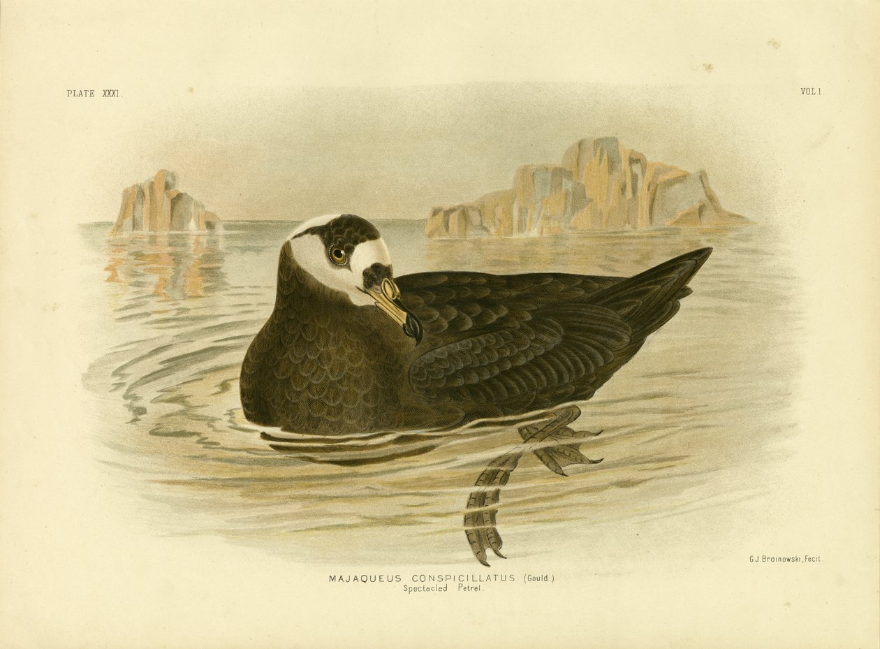 Glasögonpetrel, 1891 av Gracius Broinowski