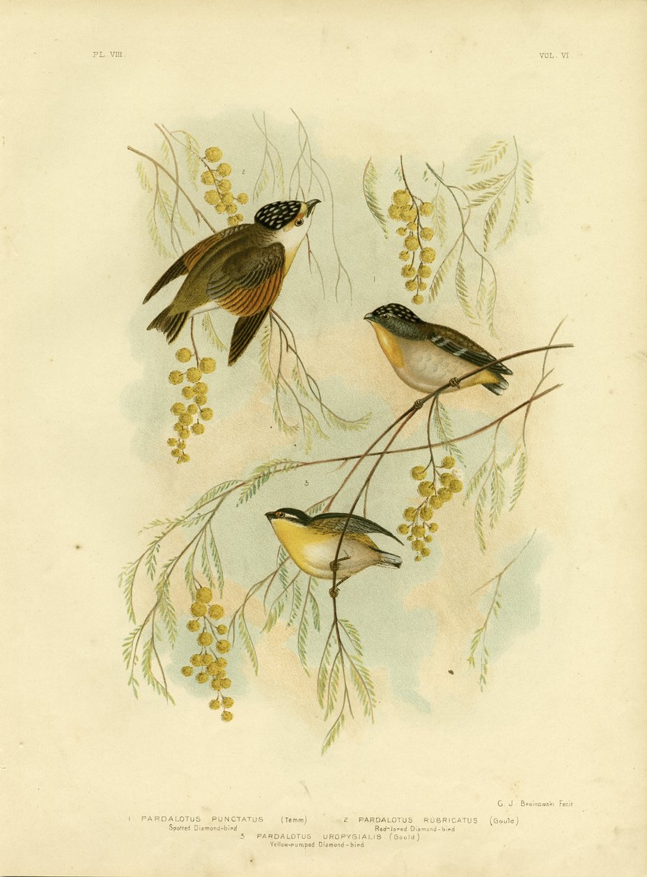 Fläckig diamantfågel eller fläckig pardalote, 1891 av Gracius Broinowski