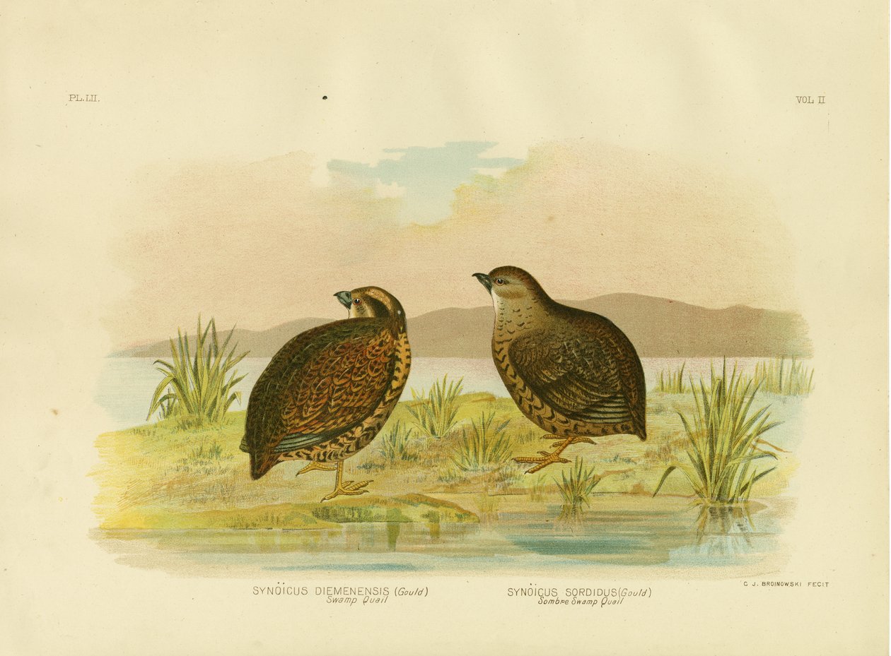 Tasmanska träskvaktel, 1891 av Gracius Broinowski