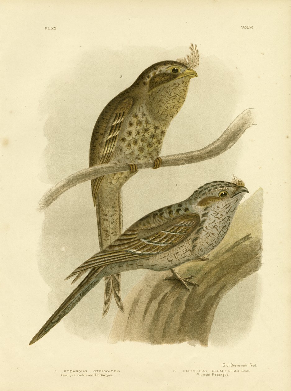 Tawny-Shouldered Podargus eller Tawny Frogmouth, 1891 av Gracius Broinowski